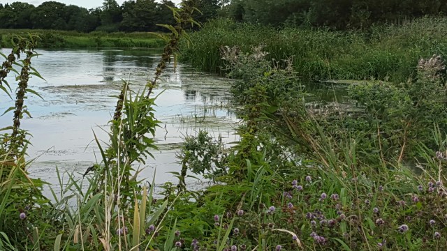 wp-1441358257432 image