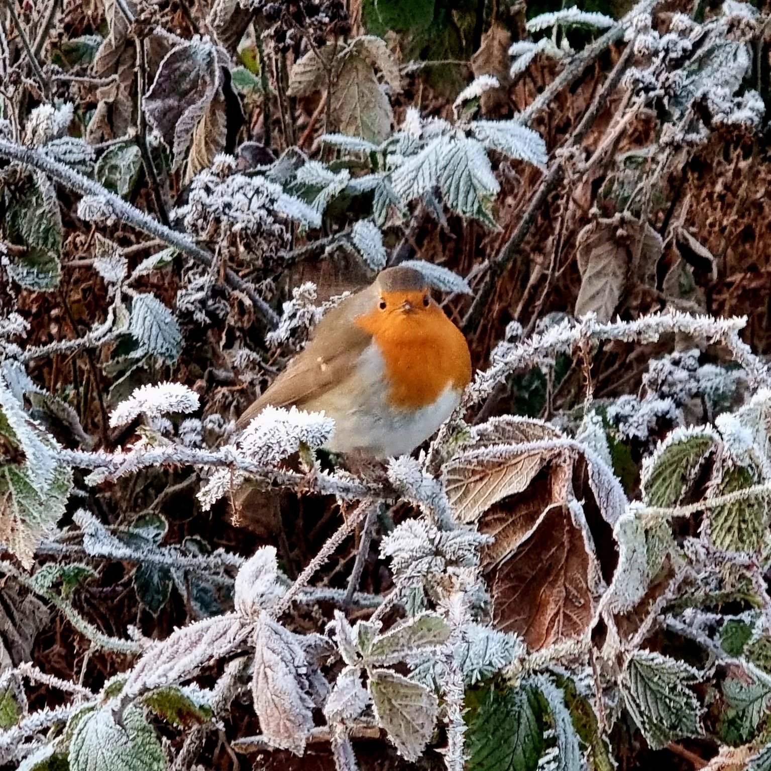 IMG_20221216_082203_263