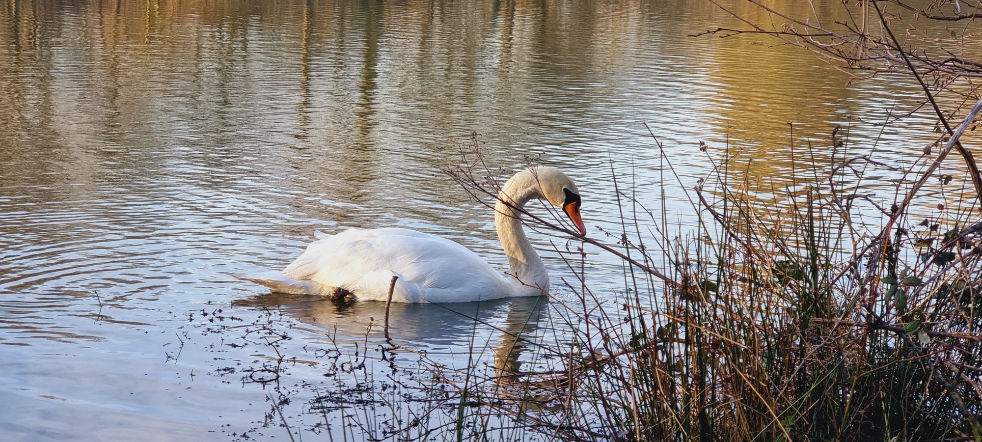 wp-17061911398867576834386721363931