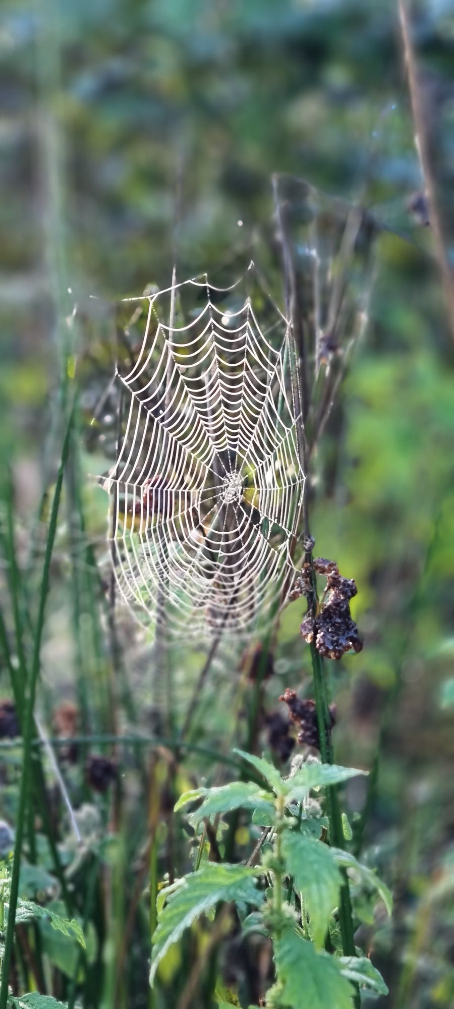 wp-17287162677235982323518407488704